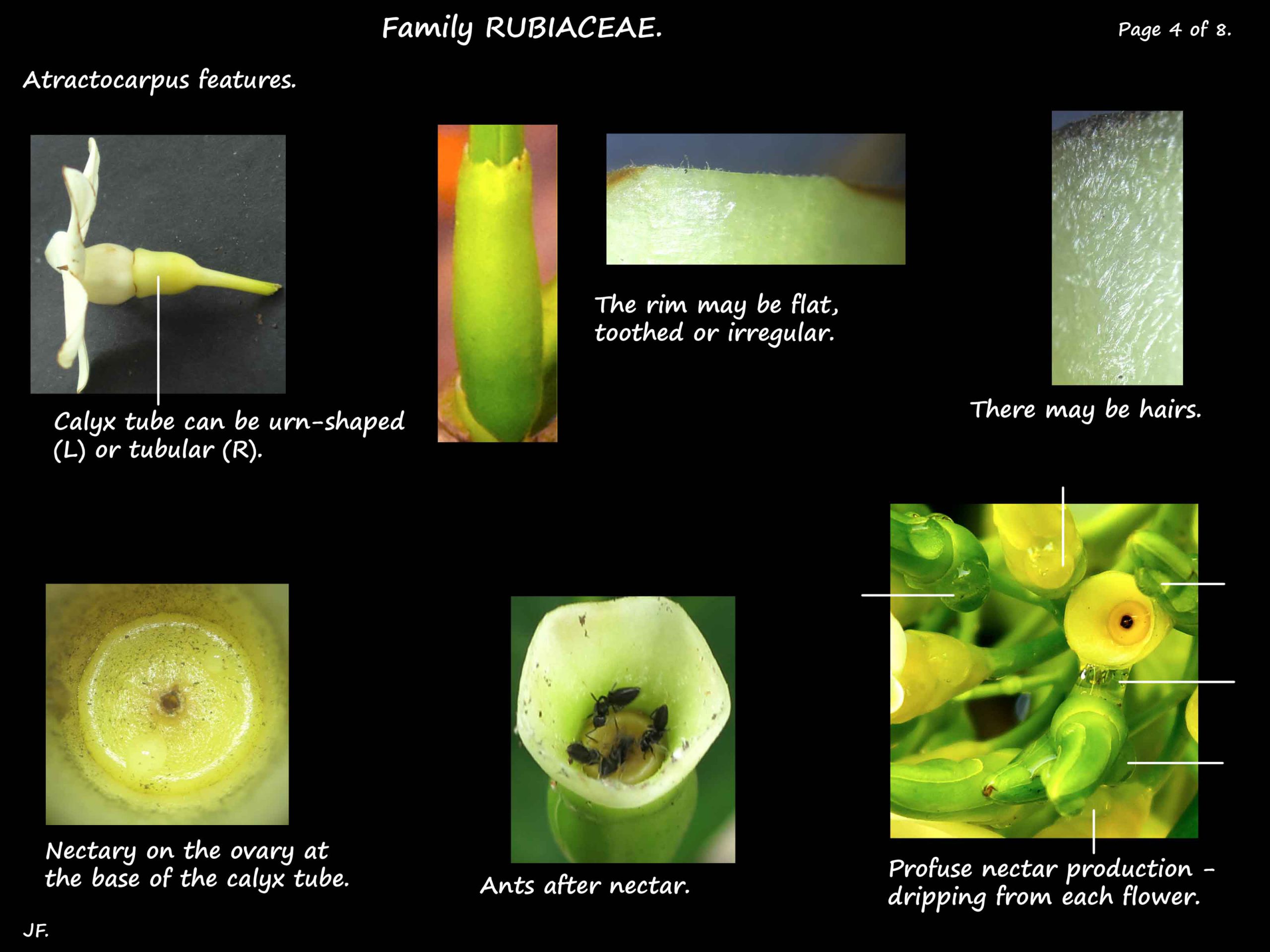 4 Atractocarpus sepals